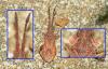 Coriomeris sp.